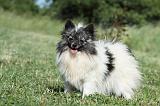 SPITZ ALLEMAND 423